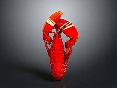 Whole Red Lobster with Claws and Antennae Isolated on Gray Background Close Up View 3d model