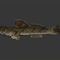 Mudskipper with Brown Yellow Coloration Large Eyes and Dorsal Fins Unique Body Structure