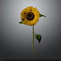 Beautiful Bright Yellow Sunflower With Brown Center Green Stem And Leaves