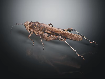 Brown Locust Insect With Detailed Wings And Long Legs On Dark Surface With Reflection 3d model