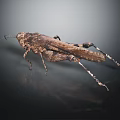 Brown Locust Insect With Detailed Wings And Long Legs On Dark Surface With Reflection