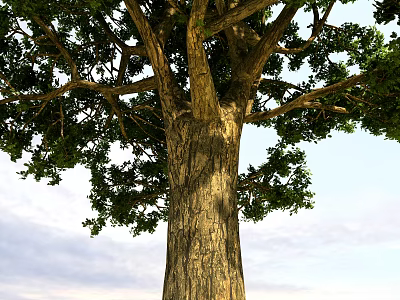 Tall Arbor With Thick Trunk And Lush Green Leaves Against Sky 3d model