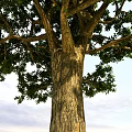Tall Arbor With Thick Trunk And Lush Green Leaves Against Sky