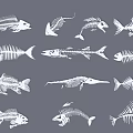 Detailed Fish Skeletons Of Various Fish Species White Line Art On Gray Background