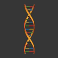 DNA Double Helix Structure And Its Impact On Organ Health And Hair Growth