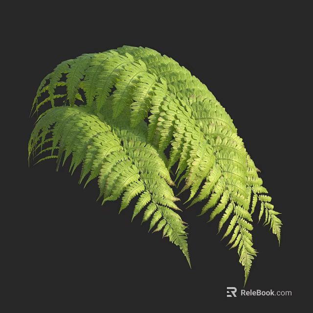 Lush Green Ferns Display Feathery Foliage On Black Background 3d model