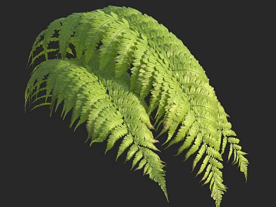 Lush Green Ferns Display Feathery Foliage On Black Background 3d model