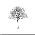 Snow Covered Deciduous Tree With Snowy Branches And Trunk Against Gray Winter Background Scene