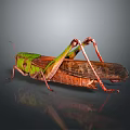 Green Head Brown Wings Red Legs Grasshopper On Smooth Surface With Reflection 3d model