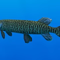 Aquatic Animal Pike With Striped Body And Open Mouth Swimming In Blue Water