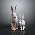 Two Long Eared Light Colored Rabbits Adult And Baby On Dark Shiny Surface
