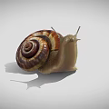 Brown and Yellow Striped Snail With Spiral Shell and Antennae on White Background