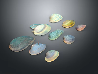 Various Colorful Seashells With Different Shapes Displayed On Dark Background 3d model