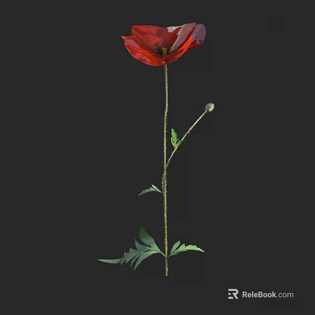 Red Poppy Flower With Green Stem Leaves And Bud On Black Background 3d model 