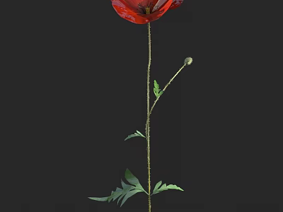 Red Poppy Flower With Green Stem Leaves And Bud On Black Background 3d model