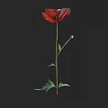 Red Poppy Flower With Green Stem Leaves And Bud On Black Background
