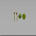 Plant Parts Featuring Wilted Fruits With Yellow Stems And Green Oval Leaves On Dark Background