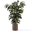 Tall Indoor Garden Decor Plant With Broad Dark Green And Black Leaves In Decorative Pot