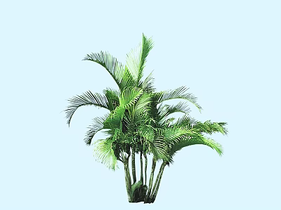 Lush Green Palm Bush With Multiple Stems And Vibrant Foliage On Light Blue Background 3d model