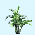 Lush Green Palm Bush With Multiple Stems And Vibrant Foliage On Light Blue Background