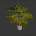 Green Palm Plant With Large Green Leaves In White Pot On Dark Background