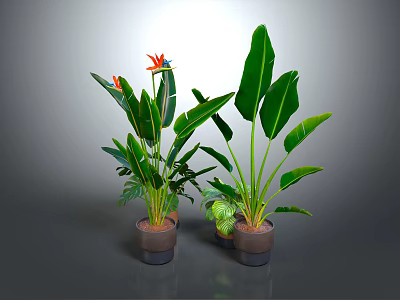 Tropical Potted Plants With Large Green Leaves And Orange Flowers In Brown Pots 3d model