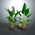 Tropical Potted Plants With Large Green Leaves And Orange Flowers In Brown Pots