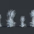 Ornamental Herbaceous Plants With Green Leaves White Spikelets And Various Heights