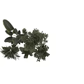 Bonsai and Potted Green Plants with Palm Banana Leaves and Small Trees in White Pots