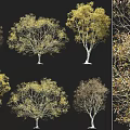 Modern autumn beech deciduous tree shrub combination autumn beech tree deciduous tree park greening tree beech tree combination 3d model