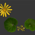 Yellow Flowers With Green Leaves And Yellow Stems On Grey Background