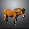 Orange Horse with Fluffy Mane Standing on Dark Background with Reflective Ground
