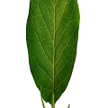 Fresh Green Indoor Plant Leaves With Vibrant Foliage On White Background