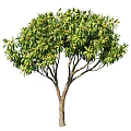 Various Arbor Trees With Green And Red Foliage Lush Canopies And Healthy Trunks