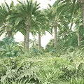 Tall Palm Trees Surrounded By Lush Green Plants In Tropical Garden