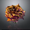 Dried Rose with Orange and Purple Hues on Black Background with Reflection
