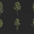 Various Arbor Tree Varieties Showcasing Distinct Crown Shapes and Foliage 3d model
