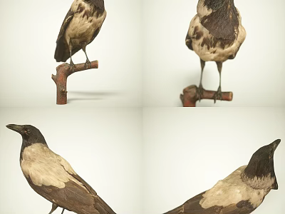 Detailed Crow Perched On Branch Shown In Various Angles Clear 3d model