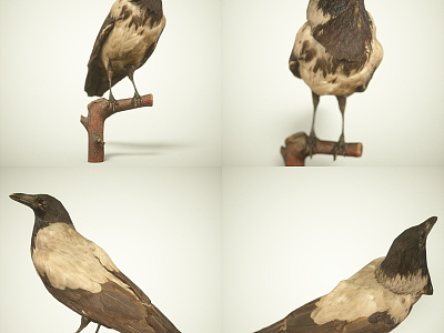 Modern Crow model