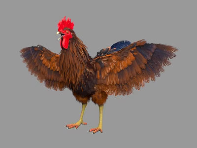Brown Feathered Rooster with Red Comb Standing and Spreading Wings as Flying Animal 3d model