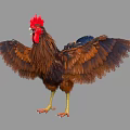 Brown Feathered Rooster with Red Comb Standing and Spreading Wings as Flying Animal