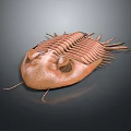 Ancient Trilobite Marine Arthropod With Segmented Exoskeleton And Compound Eyes