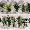 Various Types of Potted Houseplants in White Pots with Arched Background Wall