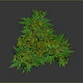 Mature Cannabis Plant With Green Leaves And Buds In Full Growth