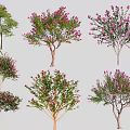 Various Types of Ornamental Trees with Pink Blossoms and Diverse Foliage
