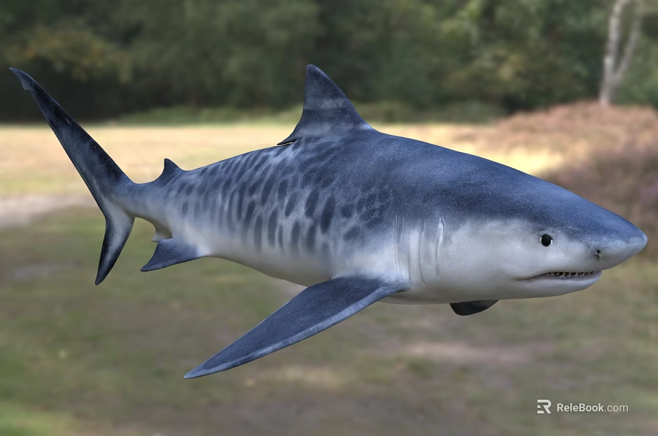 Lifelike Shark Aquatic Animal With Detailed Blue And White Striped Body And Sharp Fins 3d model 