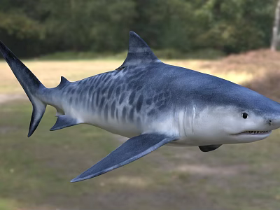 Lifelike Shark Aquatic Animal With Detailed Blue And White Striped Body And Sharp Fins 3d model