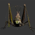 Grasshopper with Brown Body and Long Legs on Dark Reflective Surface 3d model