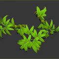 Green Bamboo Plant With Multiple Stalks And Fresh Leaves On Gray Background With Bottom Reflection