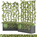 Vertical Green Plant Wall with Climbing Vines Metal Trellis and Black Planters